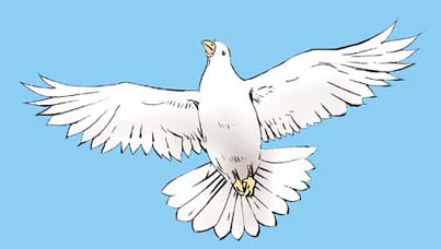 Colombe Saint Esprit Colombe Saint Esprit